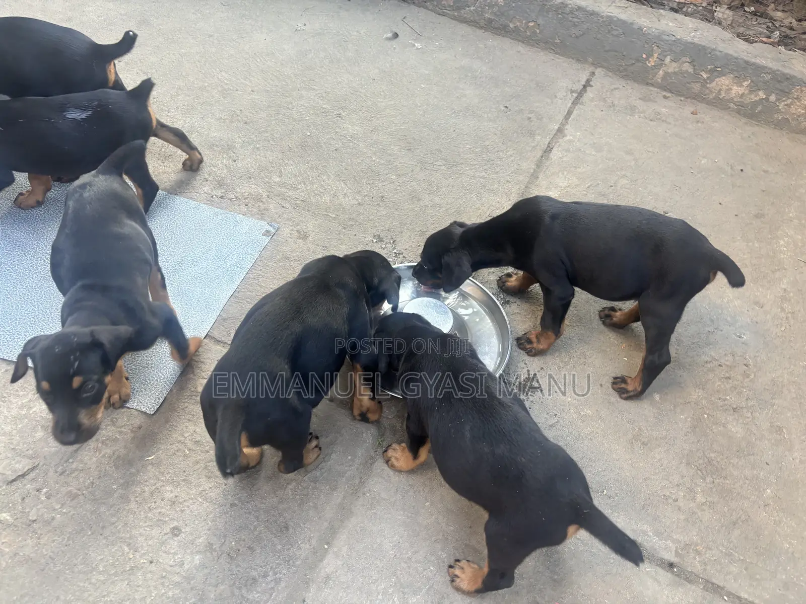 1-3 months Male Purebred Doberman Pinscher