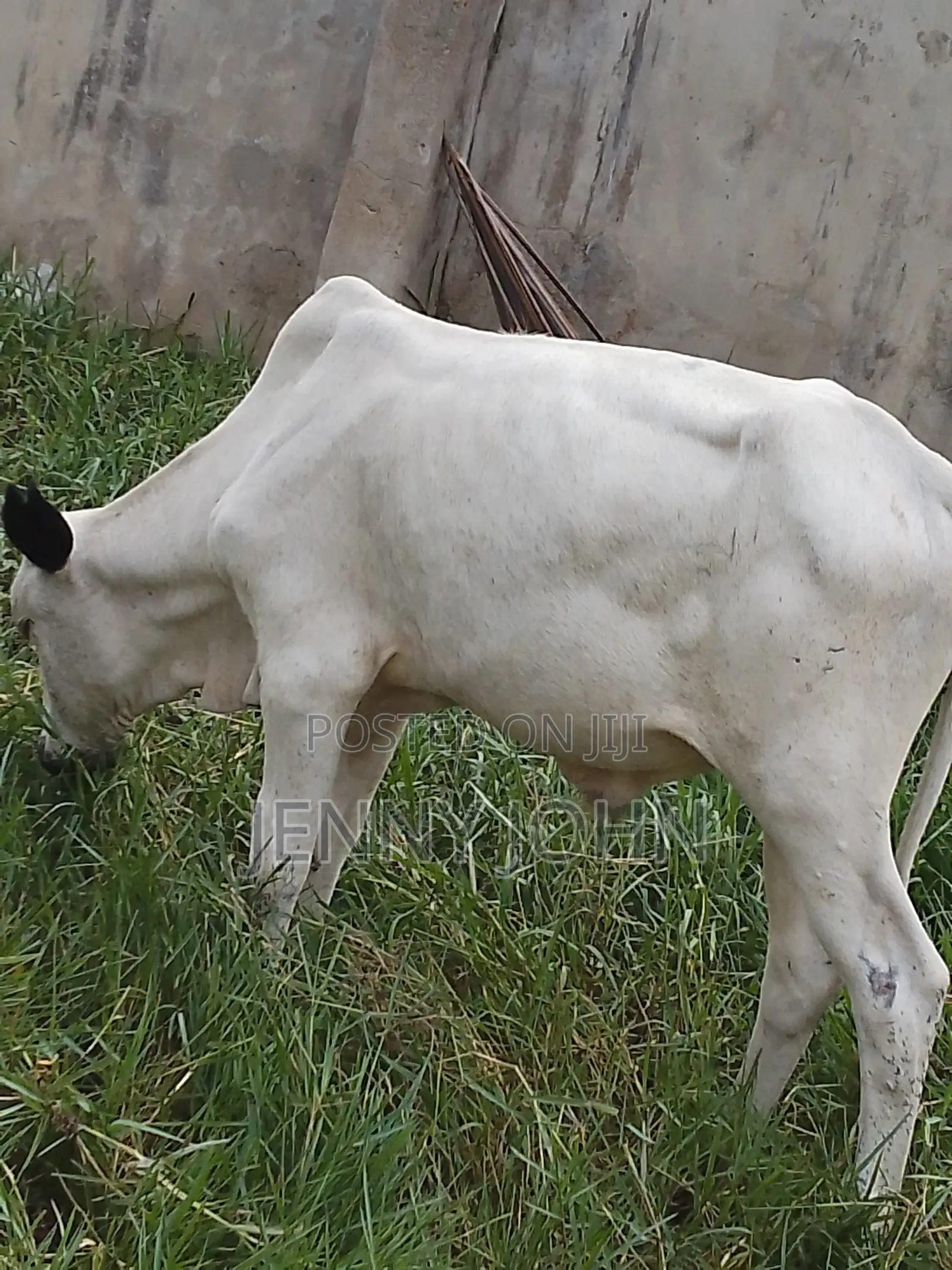 Cows for Sale
