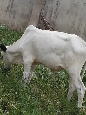 Cows for Sale