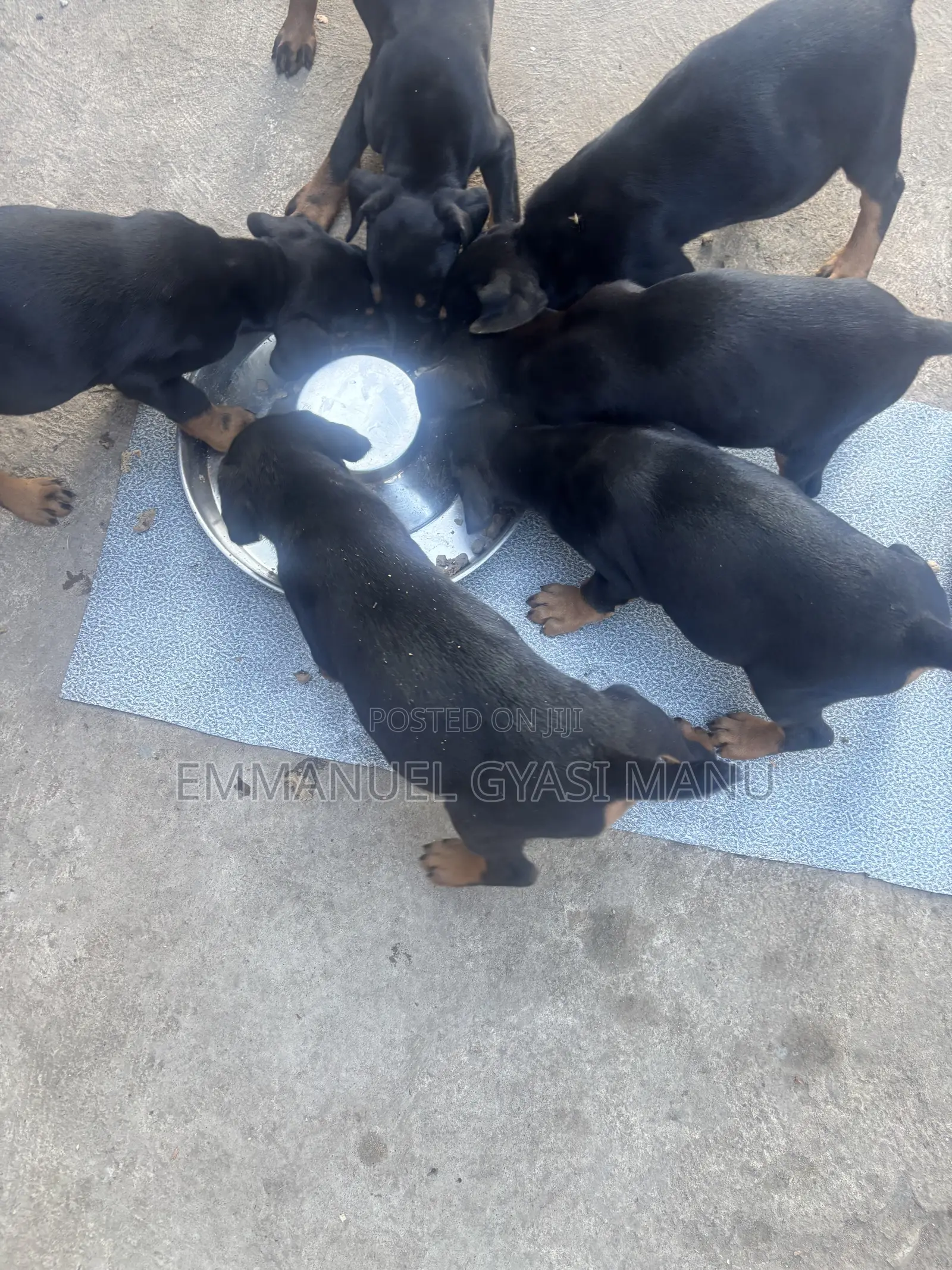 1-3 months Male Purebred Doberman Pinscher