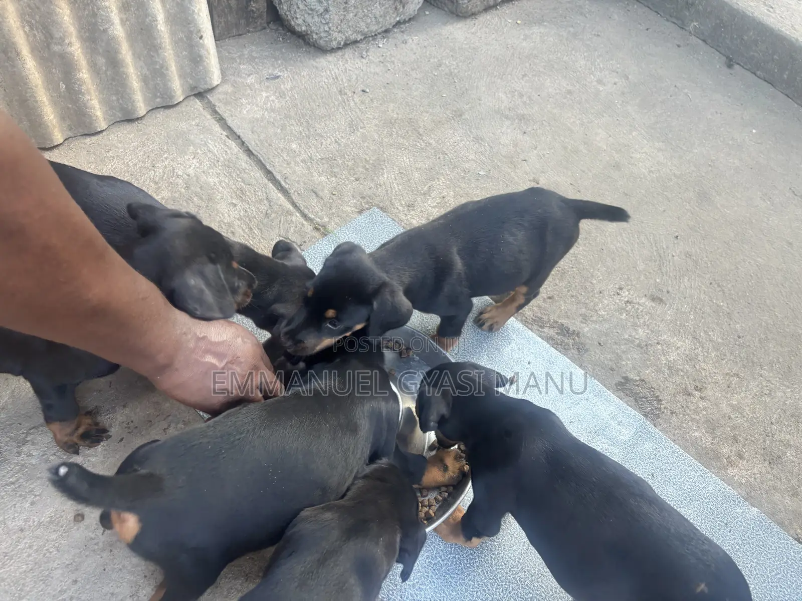 1-3 months Male Purebred Doberman Pinscher