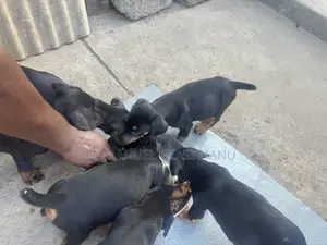 1-3 months Male Purebred Doberman Pinscher