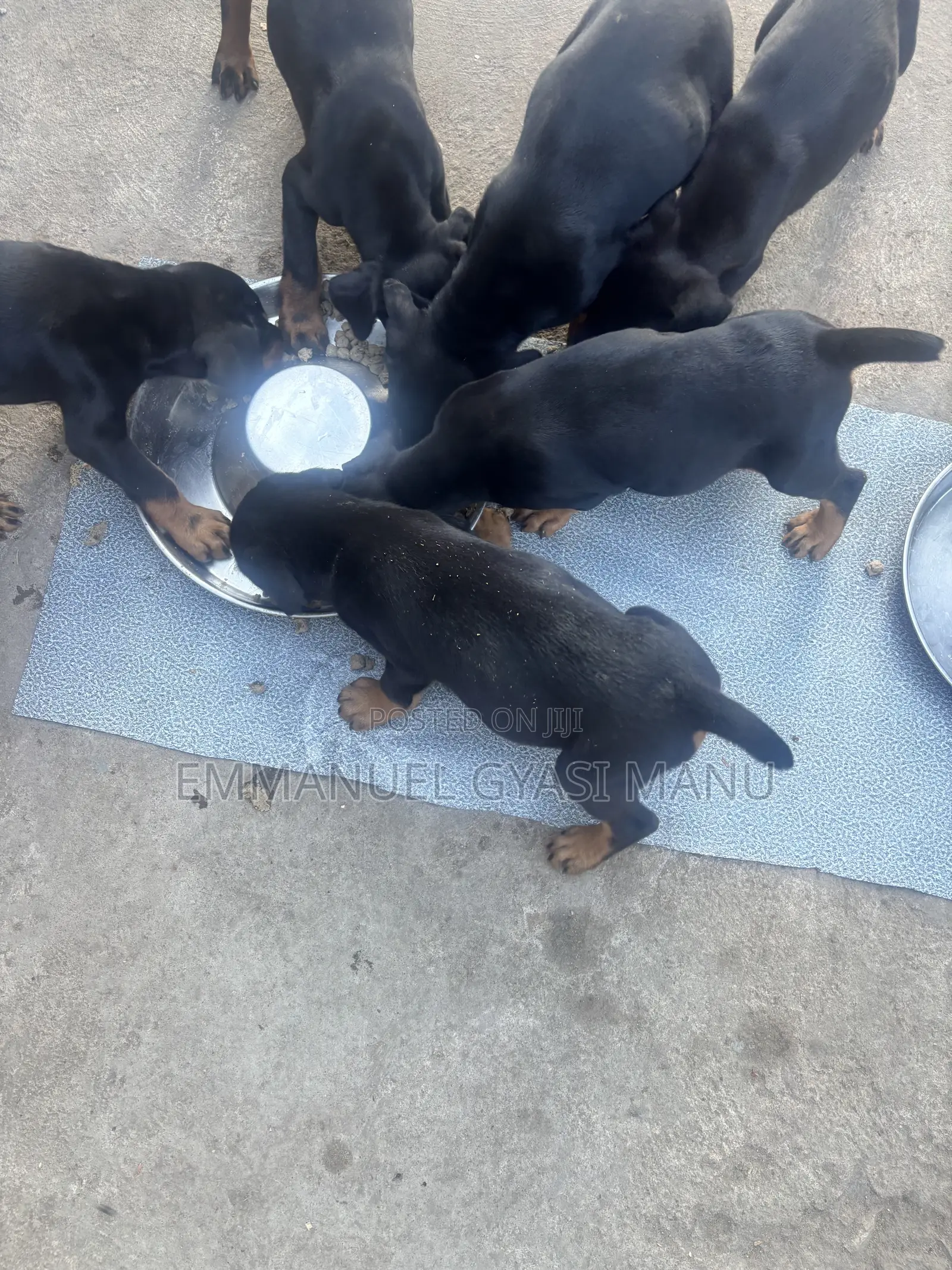 1-3 months Male Purebred Doberman Pinscher