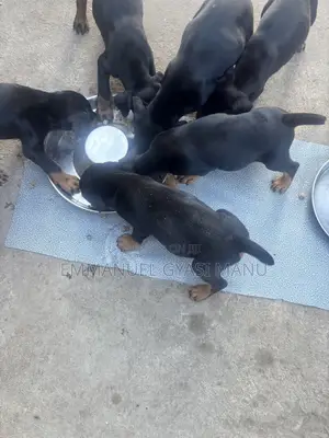 1-3 months Male Purebred Doberman Pinscher