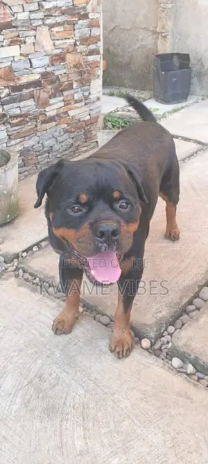 1+ year Male Purebred Rottweiler