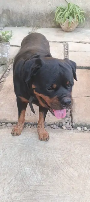1+ year Male Purebred Rottweiler