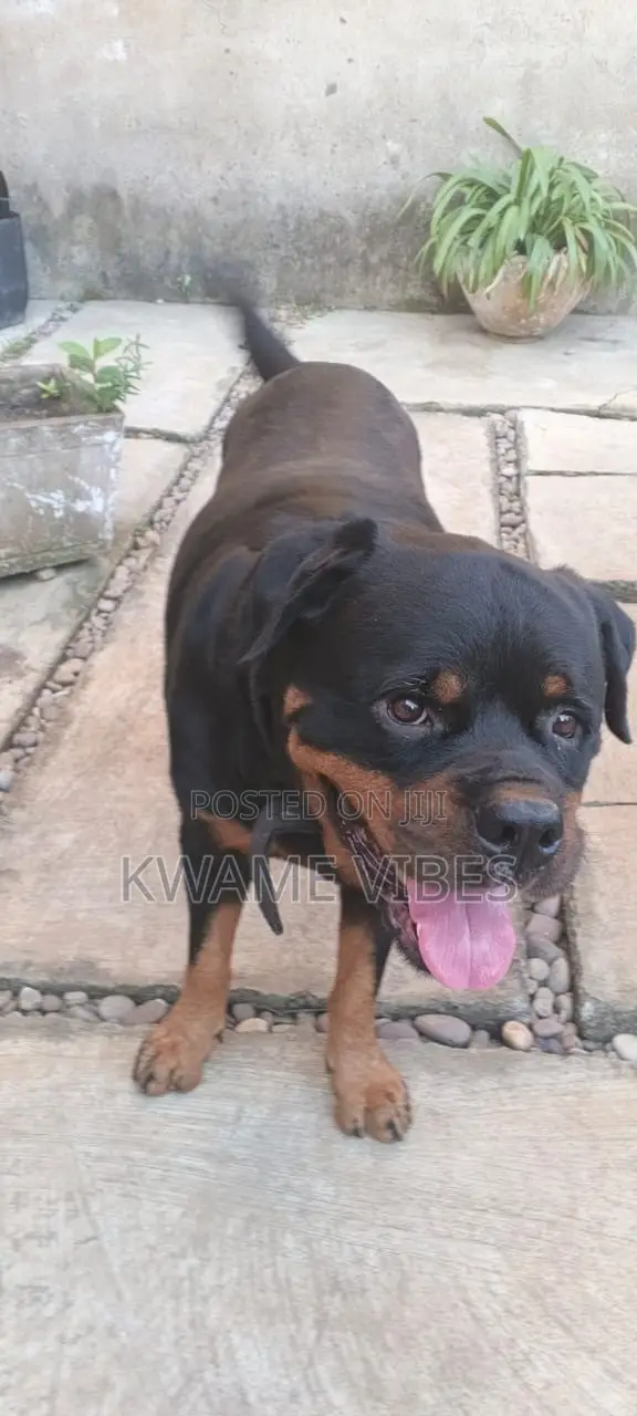 1+ year Male Purebred Rottweiler