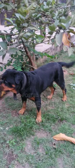 1+ year Male Purebred Rottweiler