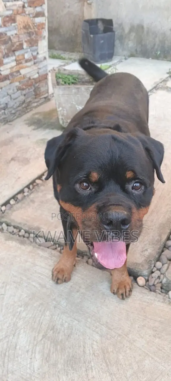 1+ year Male Purebred Rottweiler