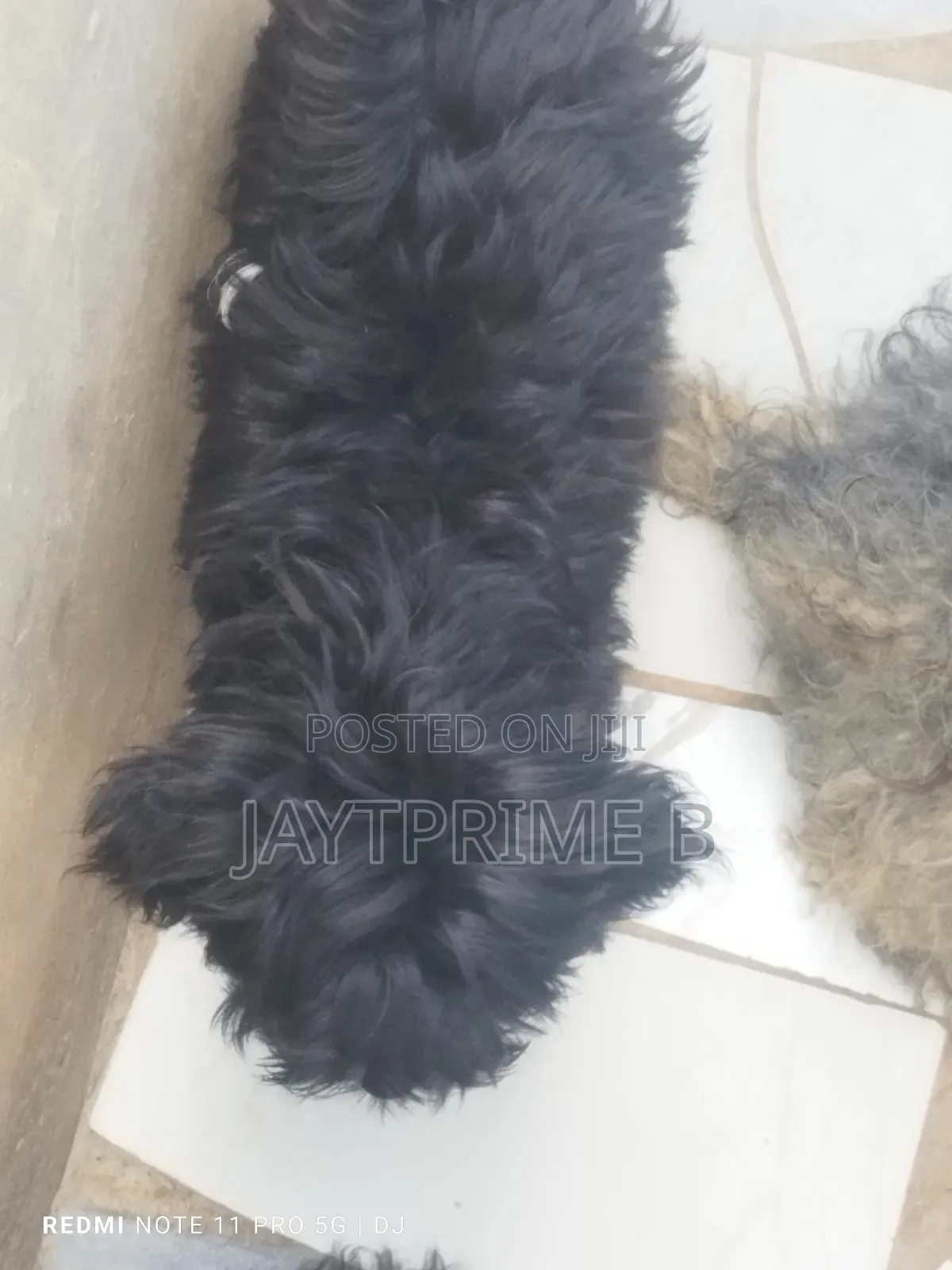 1-3 months Male Purebred Poodle