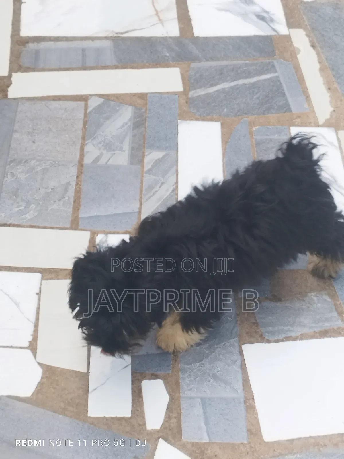 1-3 months Male Purebred Poodle