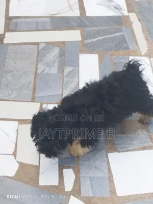1-3 months Male Purebred Poodle