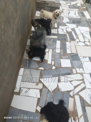 1-3 months Male Purebred Poodle
