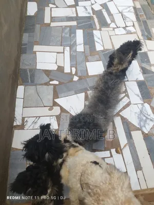 1-3 months Male Purebred Poodle