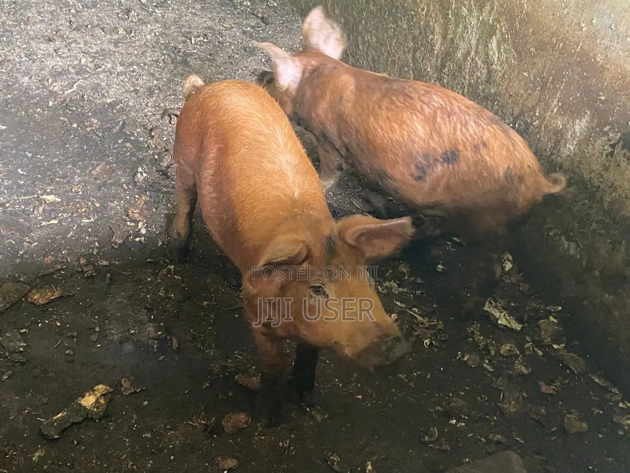 Piglet(weaners) Available for Sale