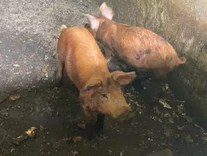 Piglet(weaners) Available for Sale