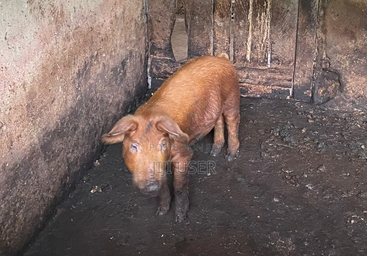 Piglet(weaners) Available for Sale