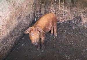 Piglet(weaners) Available for Sale