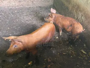 Piglet(weaners) Available for Sale