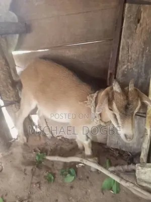 Female Pregnant Goat and Two Males