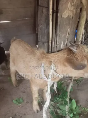 Female Pregnant Goat and Two Males