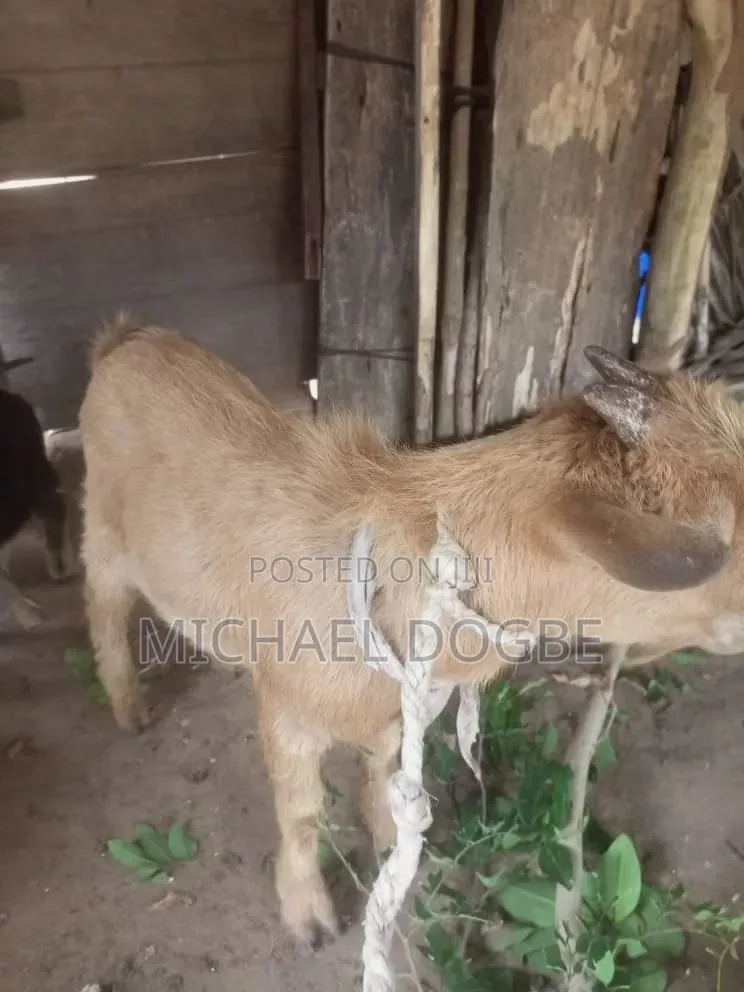 Female Pregnant Goat and Two Males