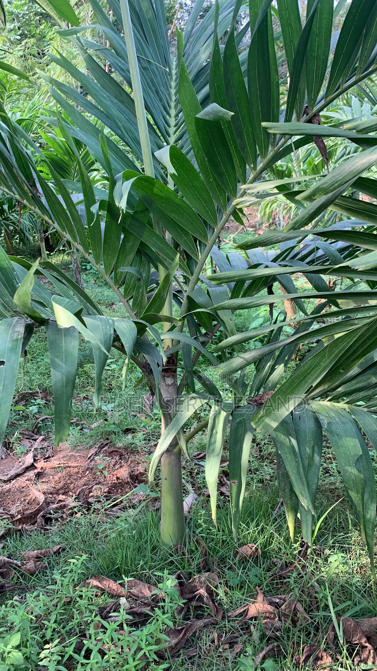 Veitchia Palm for Sale