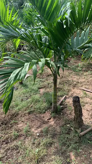 Veitchia Palm for Sale
