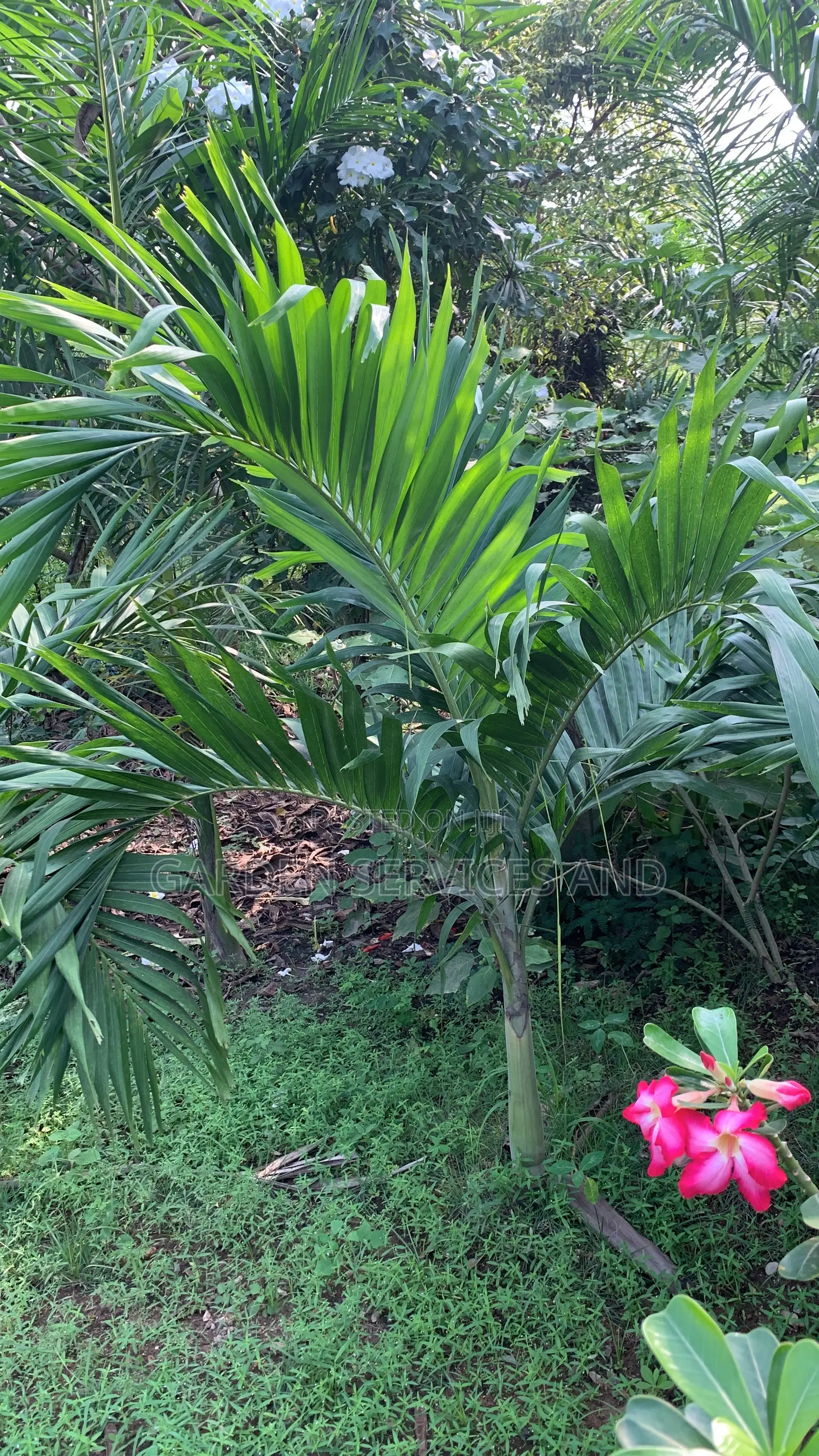 Veitchia Palm for Sale