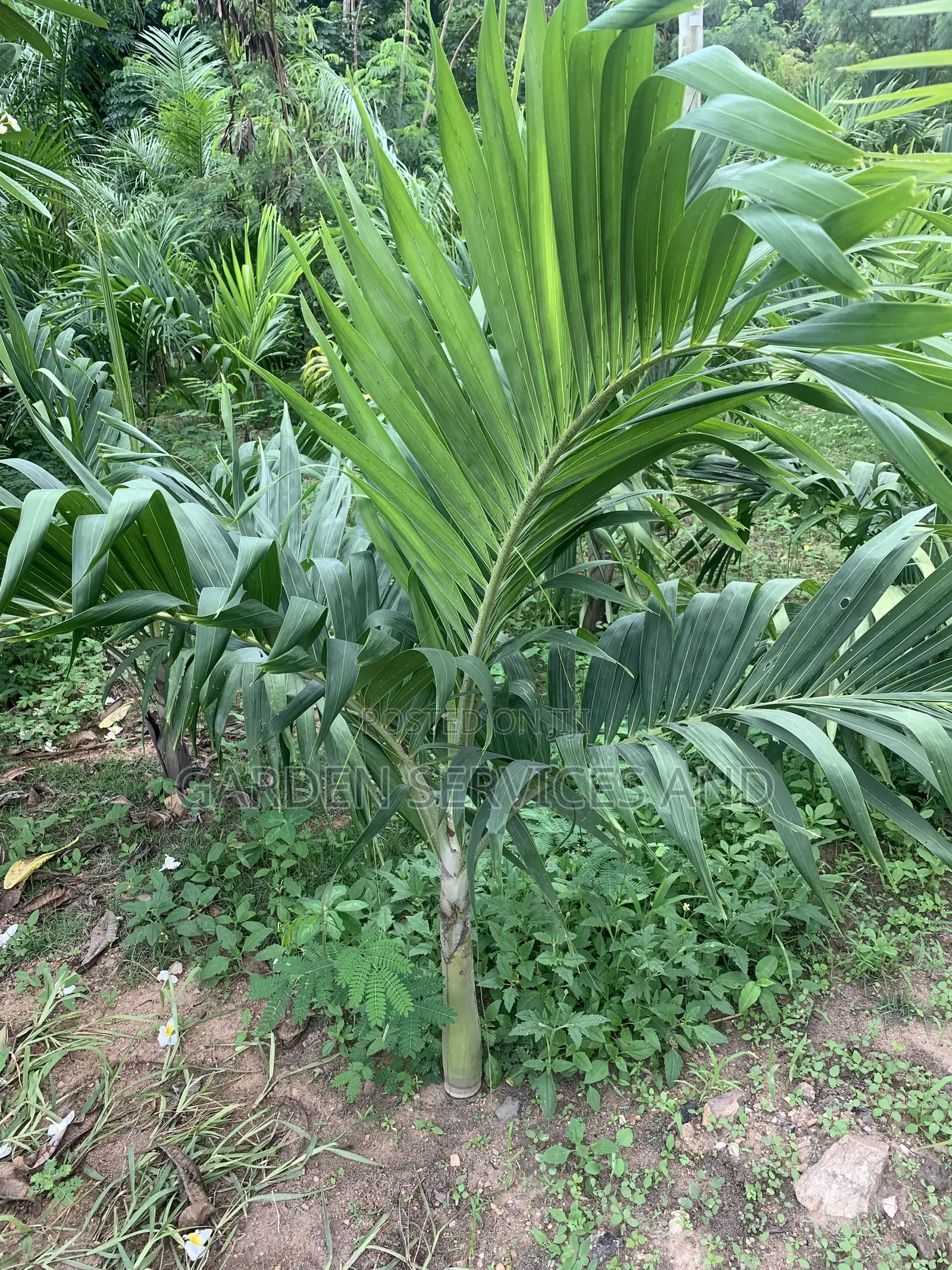 Veitchia Palm for Sale
