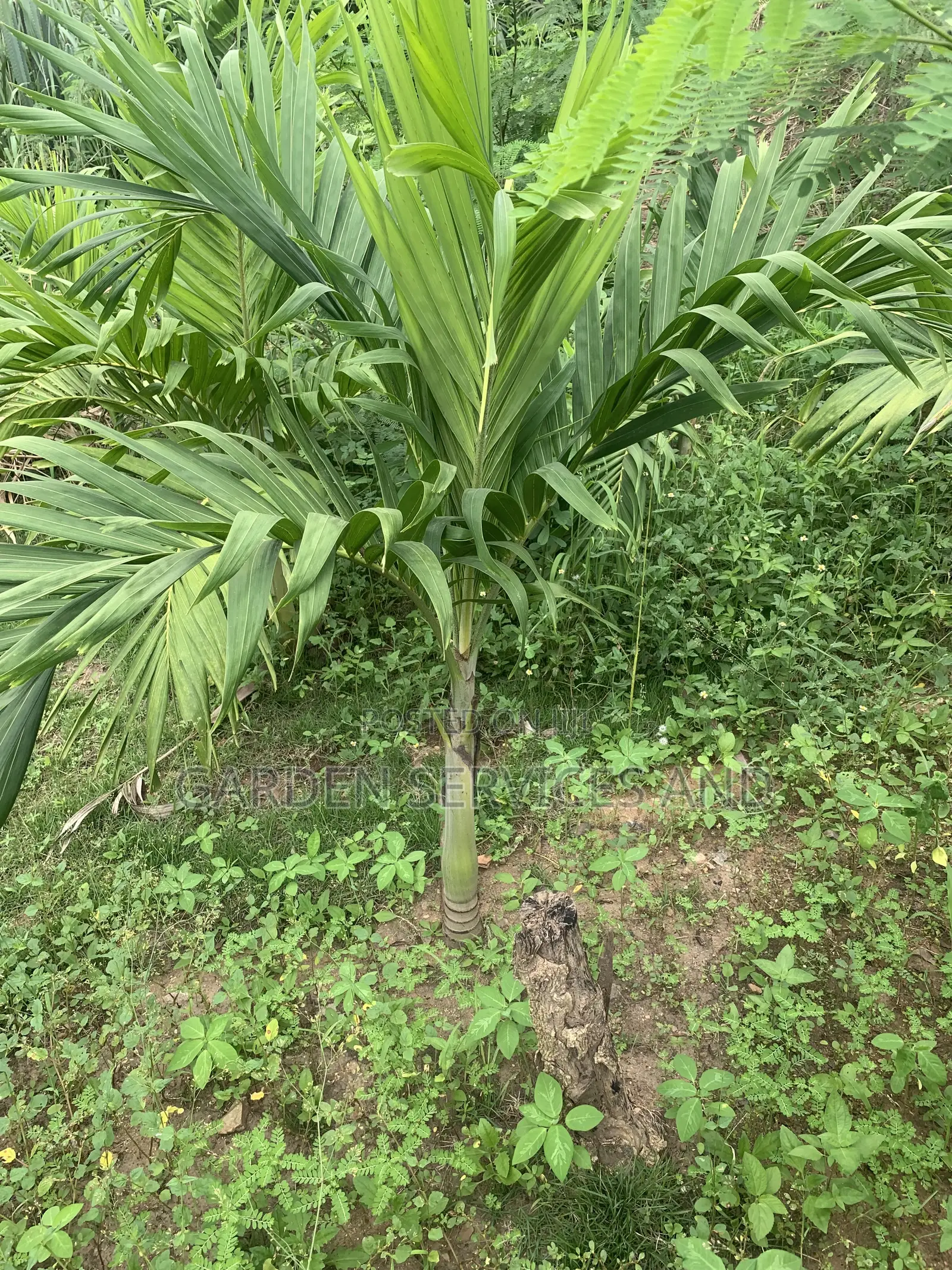 Veitchia Palm for Sale