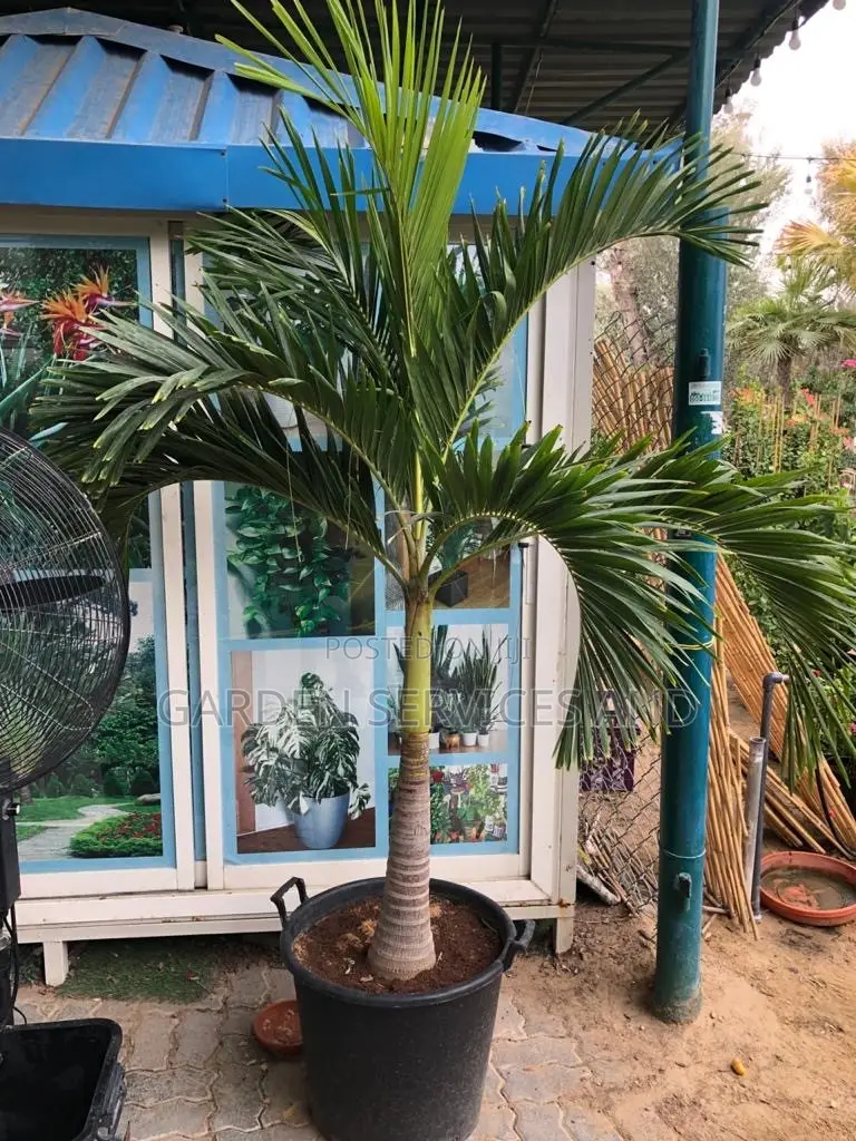 Veitchia Palm for Sale