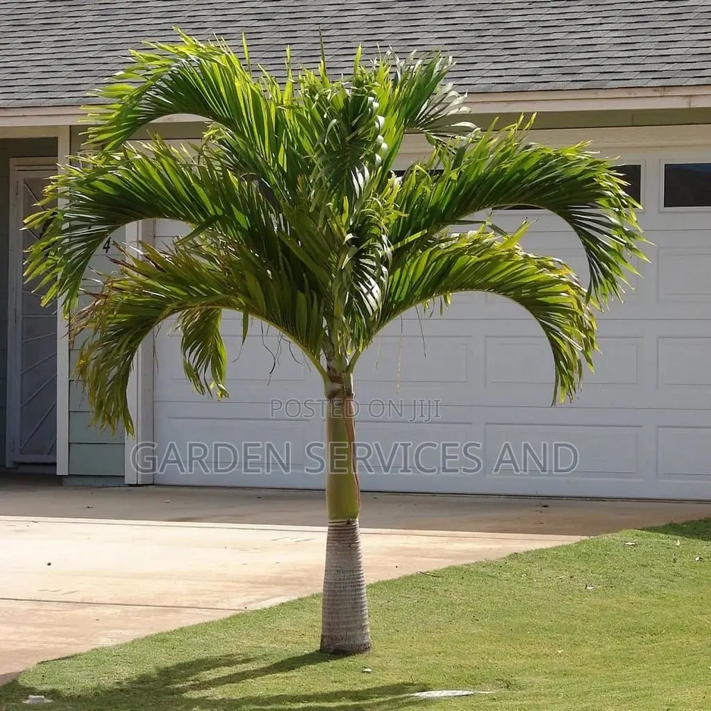 Veitchia Palm for Sale