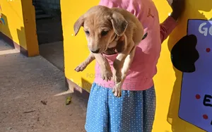1-3 months Male Mixed Breed Curly-Coated Retriever