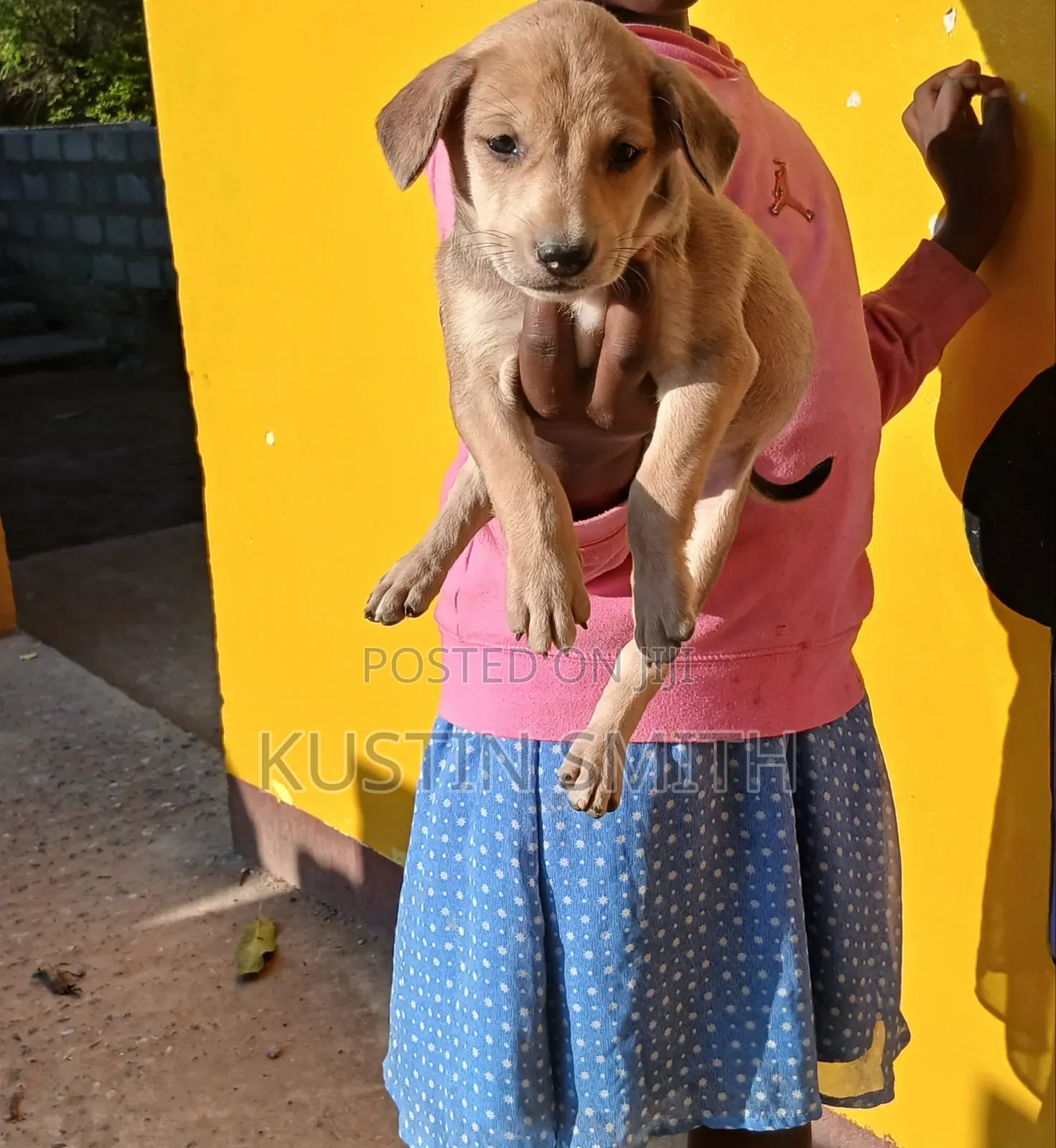1-3 months Male Mixed Breed Curly-Coated Retriever