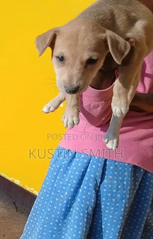 1-3 months Female Mixed Breed Curly-Coated Retriever