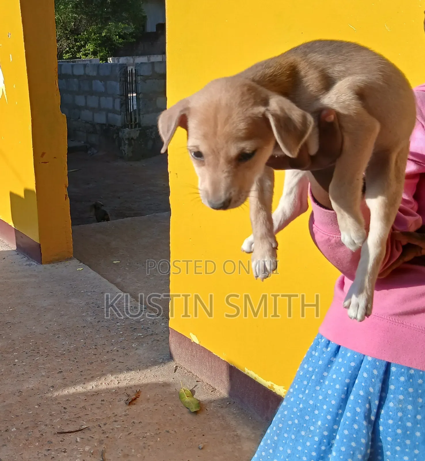 1-3 months Female Mixed Breed Curly-Coated Retriever