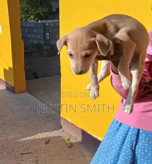 1-3 months Female Mixed Breed Curly-Coated Retriever