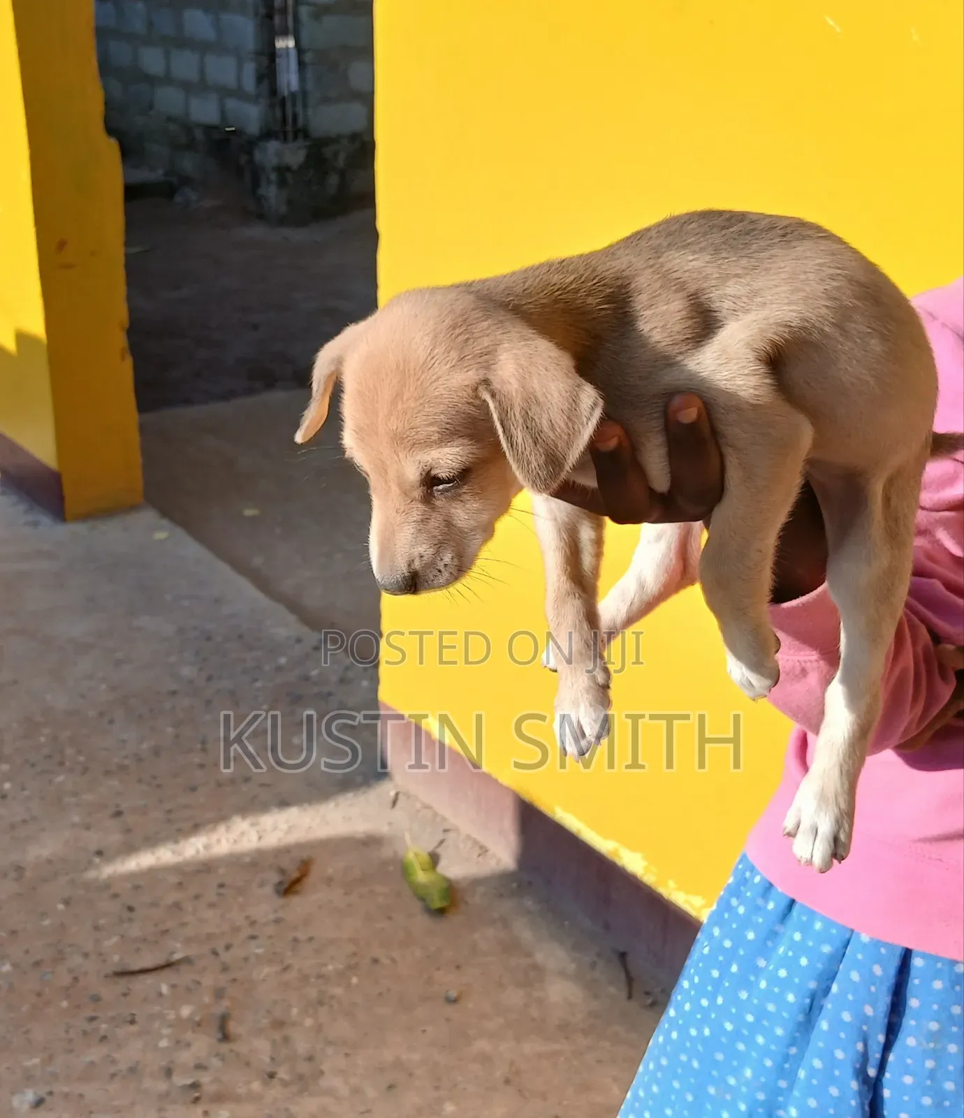 1-3 months Female Mixed Breed Curly-Coated Retriever