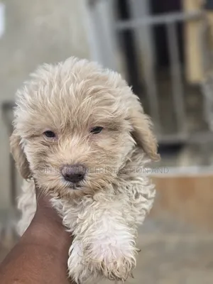 1-3 months Male Purebred Maltese