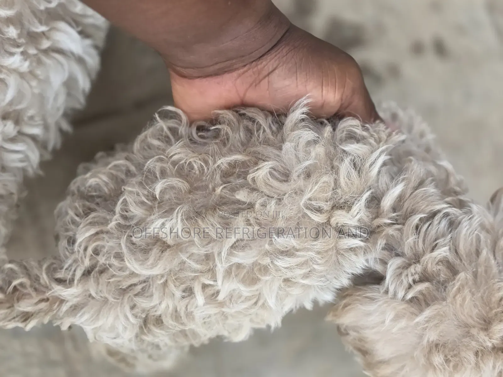 1-3 months Male Purebred Maltese