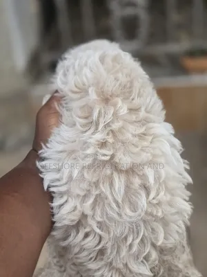 1-3 months Male Purebred Maltese