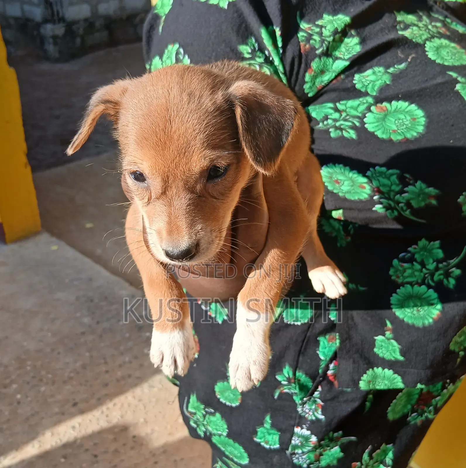1-3 months Female Mixed Breed Curly-Coated Retriever