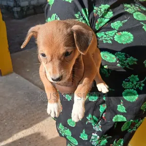 1-3 months Female Mixed Breed Curly-Coated Retriever