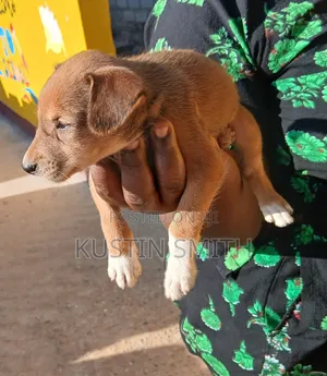 1-3 months Female Mixed Breed Curly-Coated Retriever