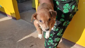 1-3 months Female Mixed Breed Curly-Coated Retriever