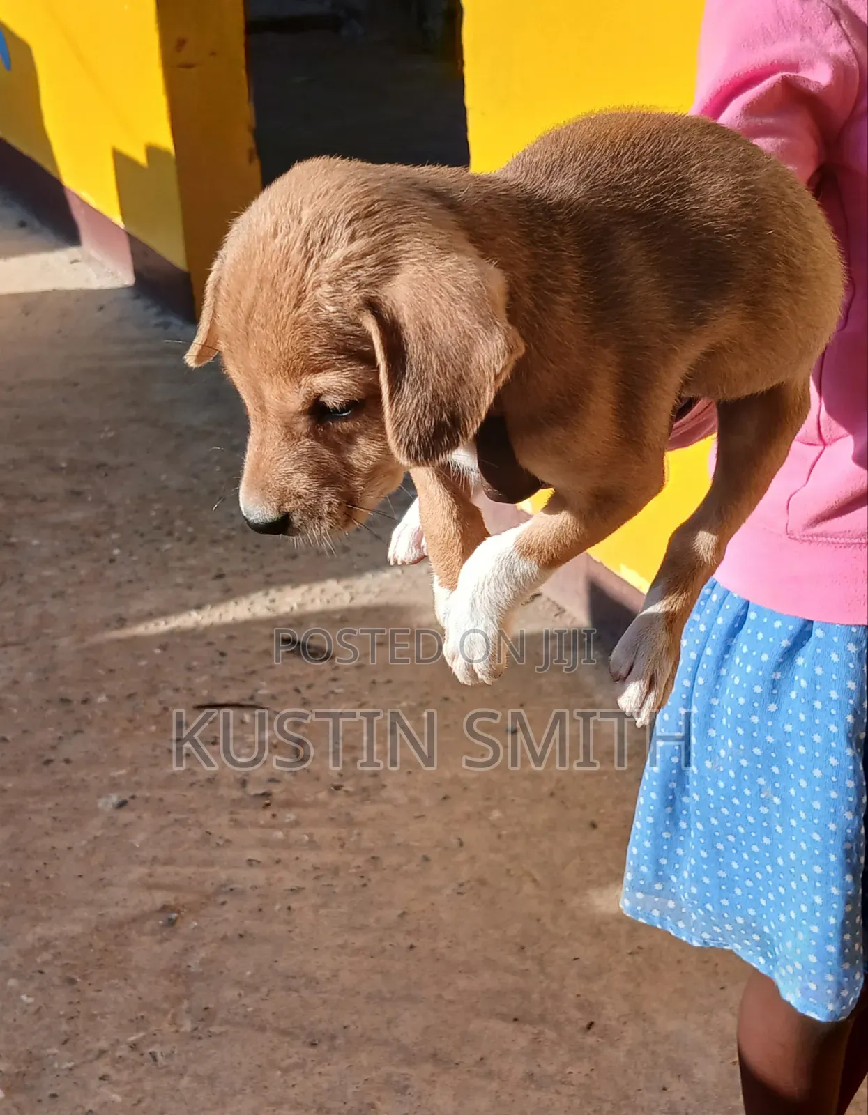 1-3 months Female Mixed Breed Curly-Coated Retriever