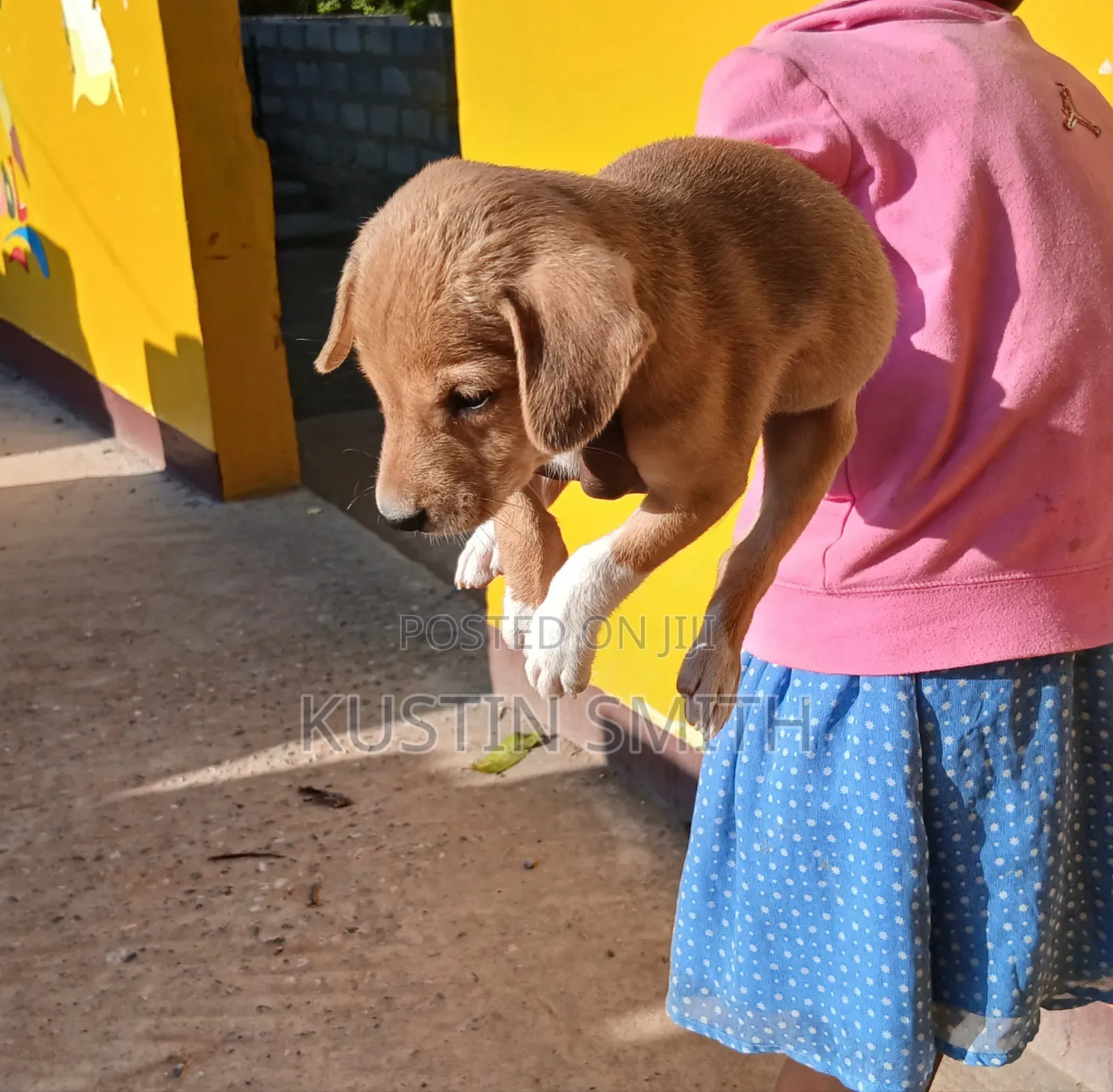 1-3 months Female Mixed Breed Curly-Coated Retriever