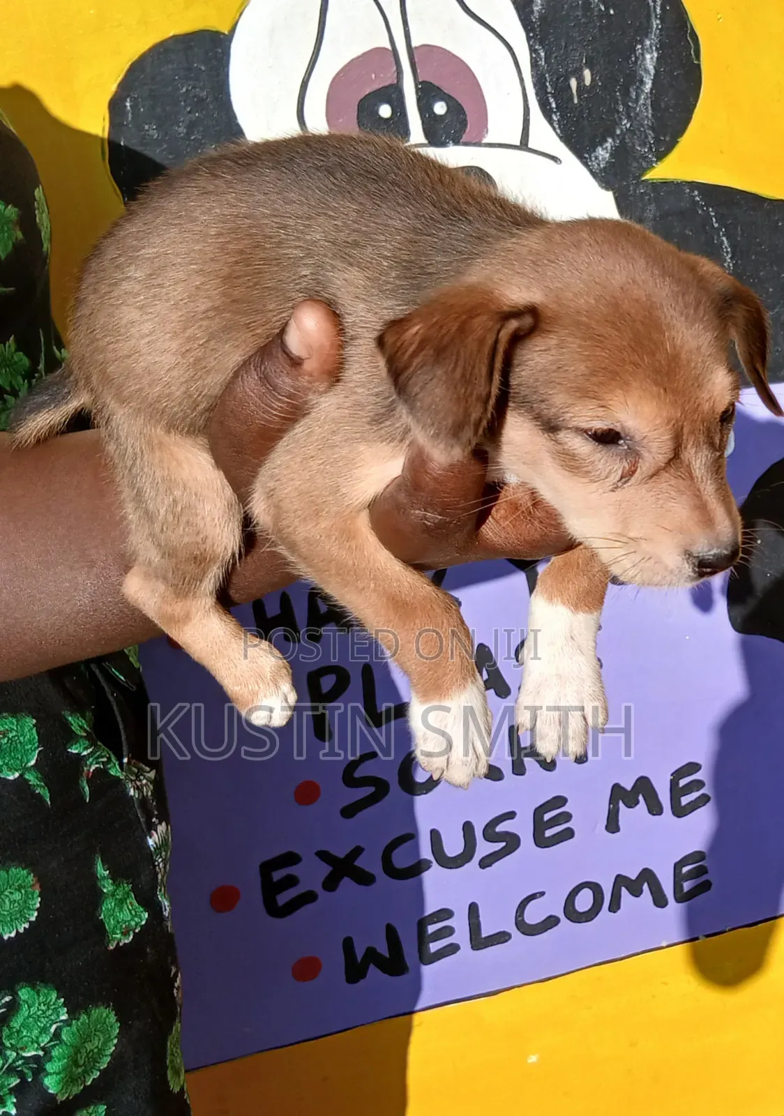 1-3 months Female Mixed Breed Curly-Coated Retriever