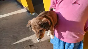 1-3 months Female Mixed Breed Jack Russell Terrier